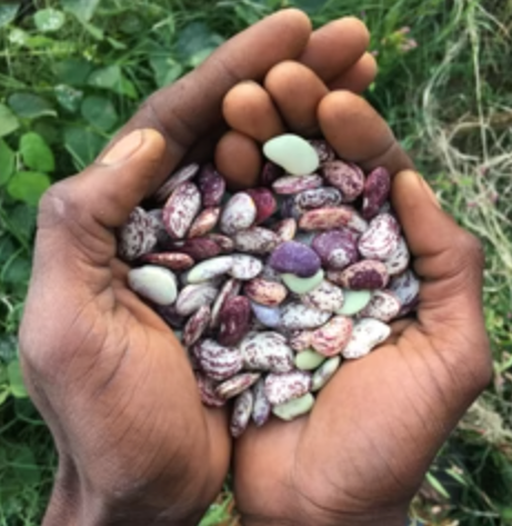 African Diaspora Collection Bundle โ A Heritage-Rich Collection of Heirloom Plants!