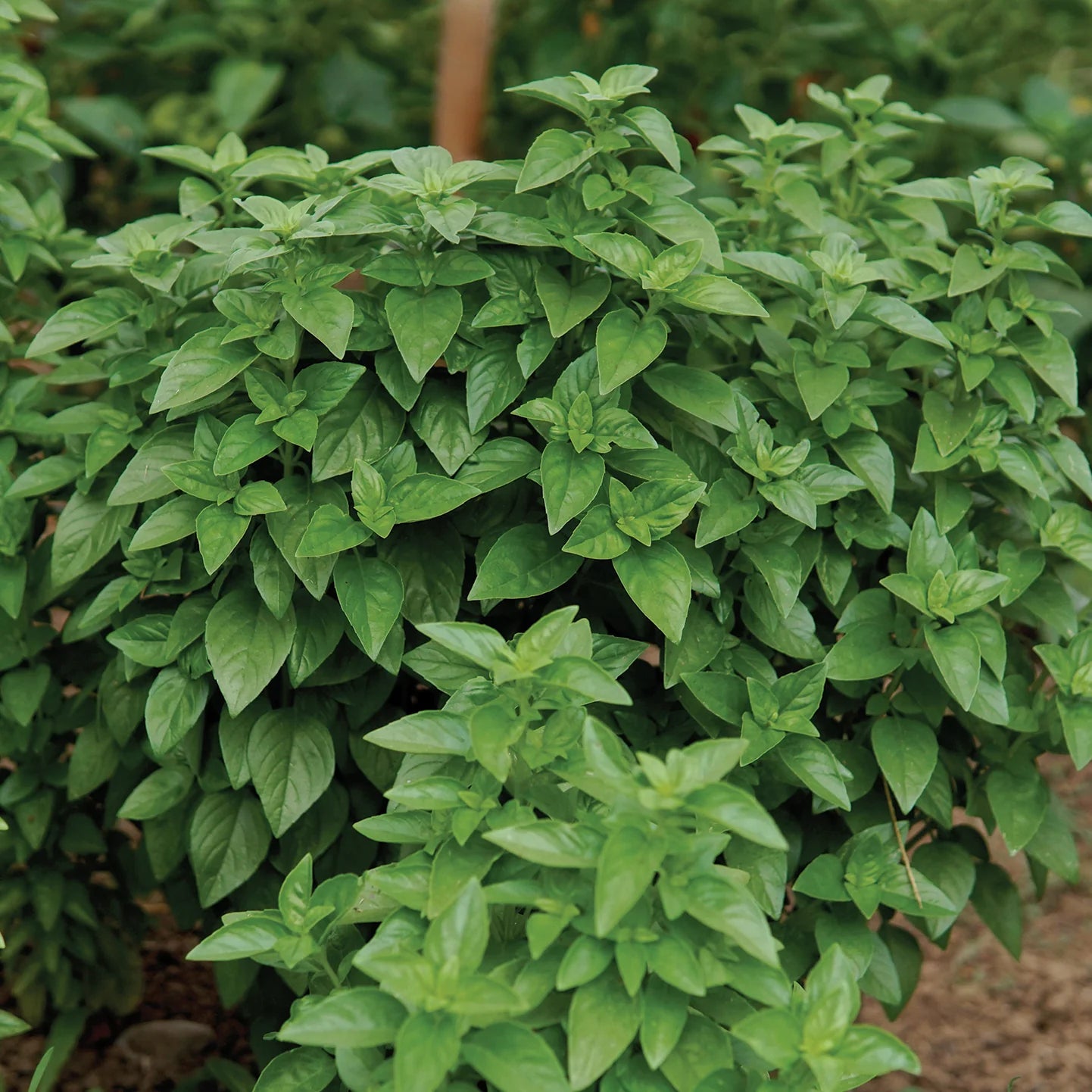 Everleaf Lemon Tower Basil โ A Citrus-Infused Basil for Extended Harvests!