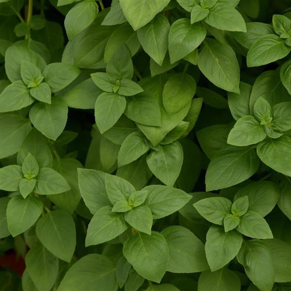 Everleaf Lemon Tower Basil โ A Citrus-Infused Basil for Extended Harvests!