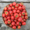 Plate de Haiti Tomato – A Rare, Heirloom Treasure from the African Diaspora Collection!