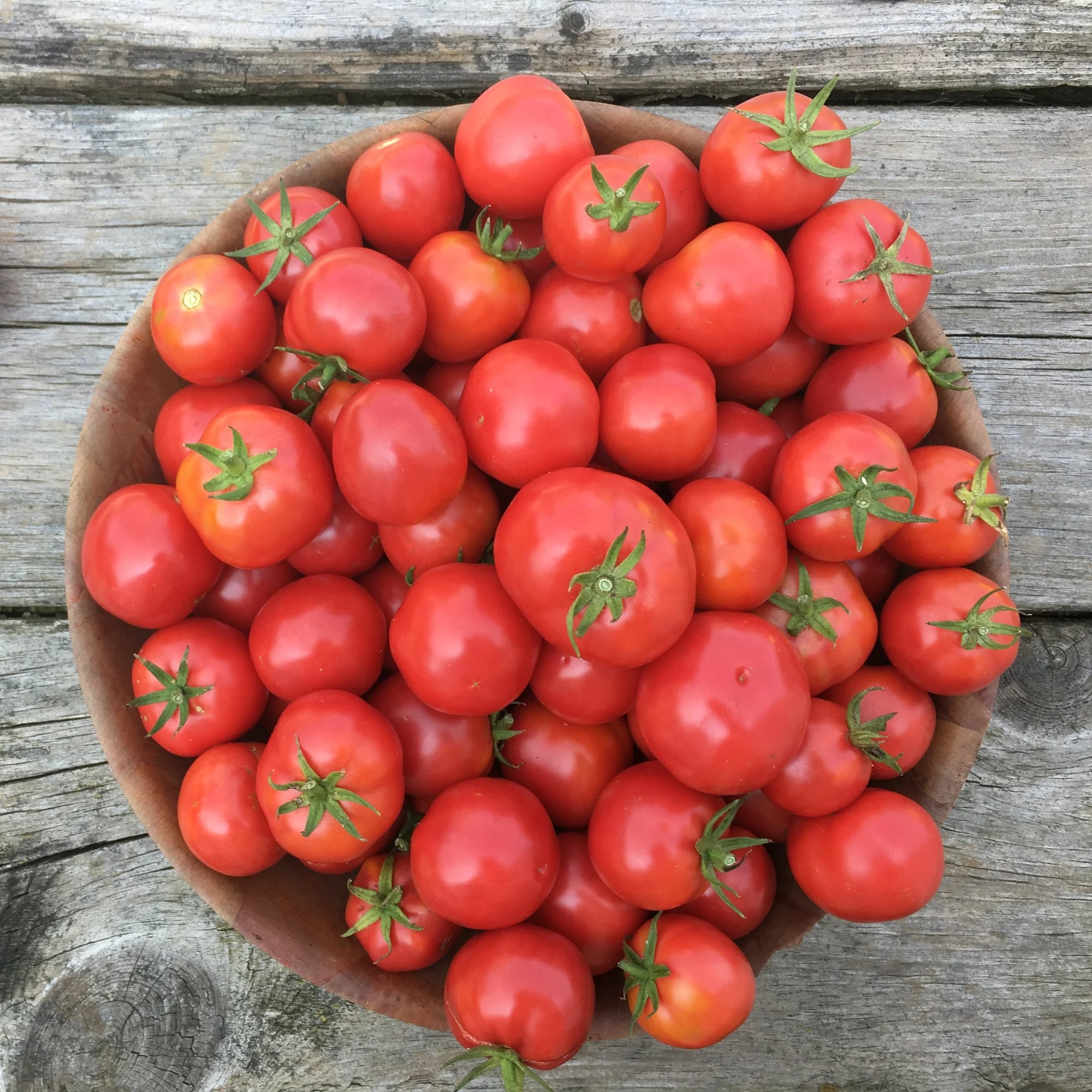 Plate de Haiti Tomato – A Rare, Heirloom Treasure from the African Diaspora Collection!