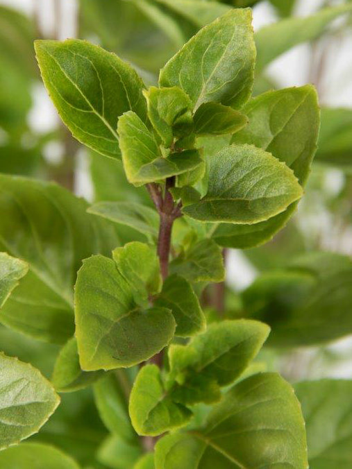 Basil 'Columnar' – The Perfect Upright, Flavorful Basil!