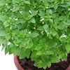 Basil 'Columnar' – The Perfect Upright, Flavorful Basil!