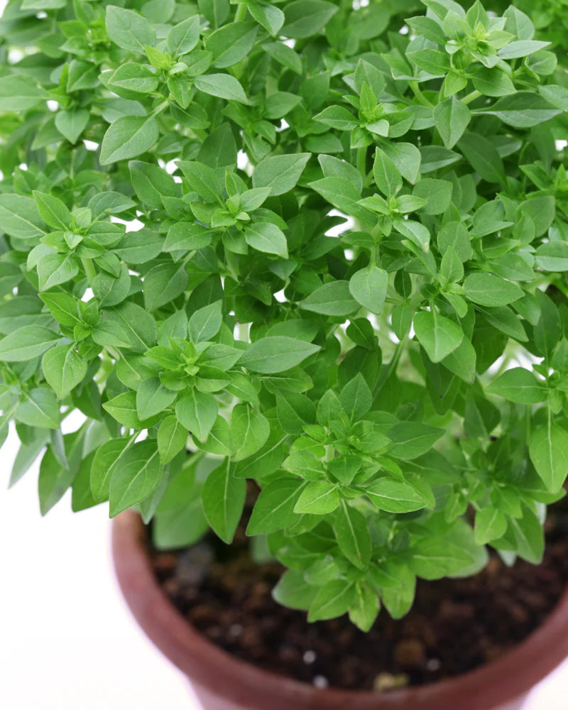 Basil 'Columnar' – The Perfect Upright, Flavorful Basil!