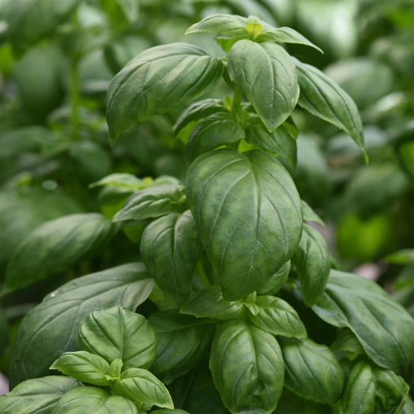 Everleaf Emerald Tower Basil – The Ultimate Compact & Productive Basil!