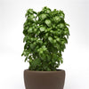 Everleaf Emerald Tower Basil – The Ultimate Compact & Productive Basil!