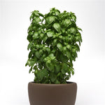 Everleaf Emerald Tower Basil – The Ultimate Compact & Productive Basil!