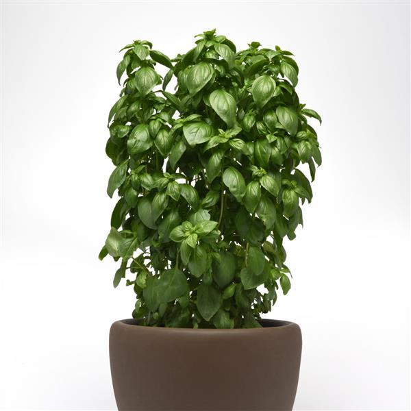 Everleaf Emerald Tower Basil – The Ultimate Compact & Productive Basil!