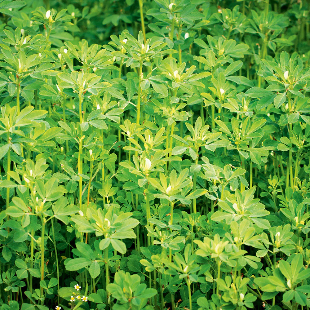 Fenugreek – A Nutrient-Packed Heirloom from the African Diaspora Collection!