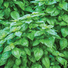 Everleaf Genovese Tower Basil – The Ultimate Italian Basil for Long-Lasting Harvests!