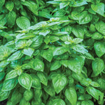 Everleaf Genovese Tower Basil – The Ultimate Italian Basil for Long-Lasting Harvests!