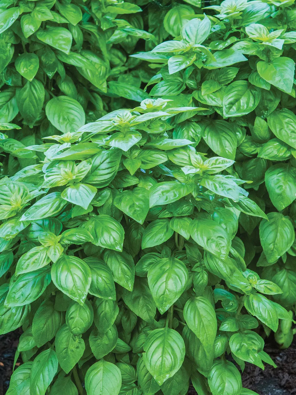 Everleaf Genovese Tower Basil – The Ultimate Italian Basil for Long-Lasting Harvests!