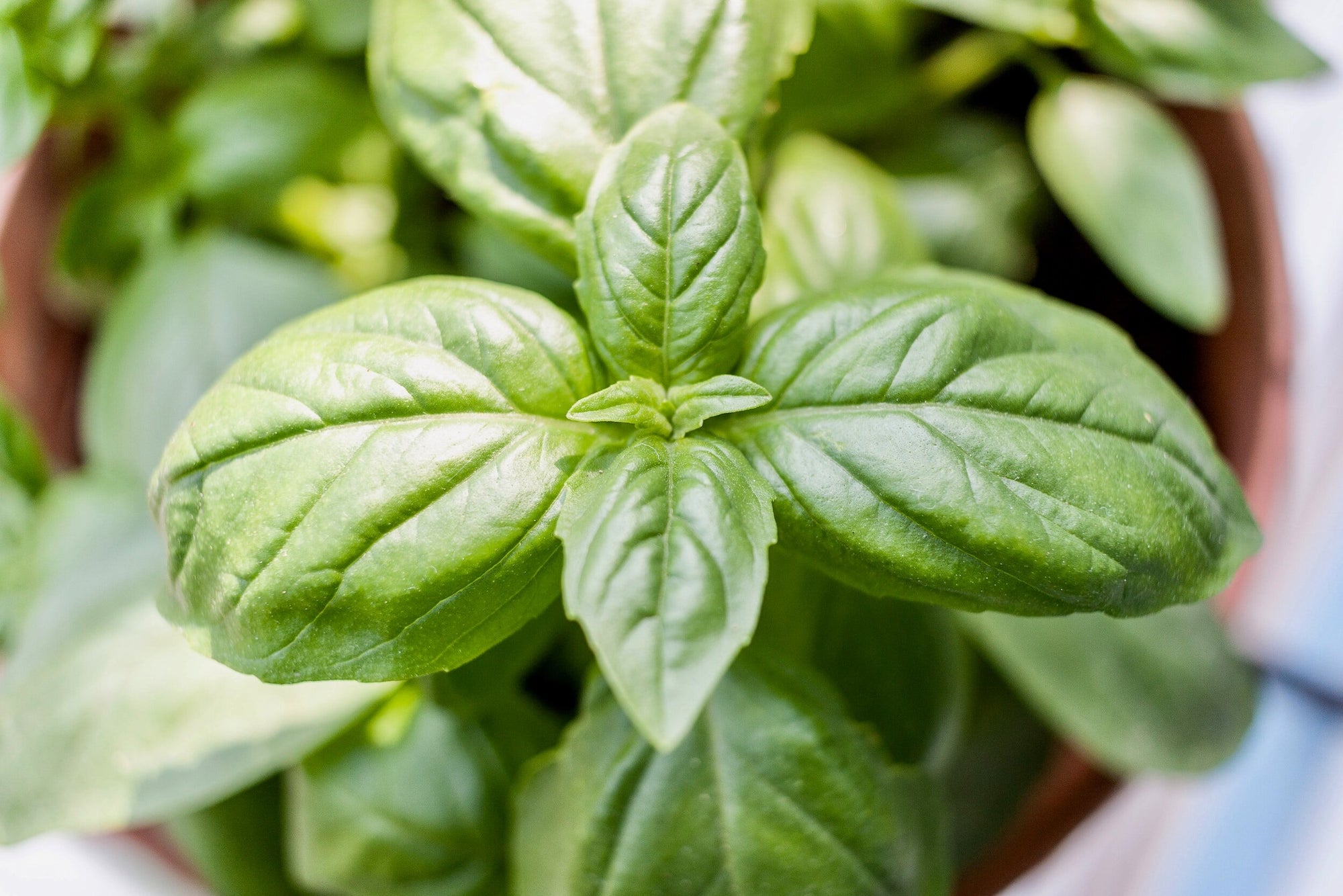 Everleaf Genovese Tower Basil – The Ultimate Italian Basil for Long-Lasting Harvests!