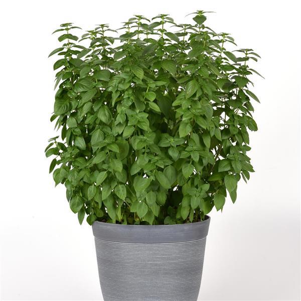 Everleaf Lemon Tower Basil – A Citrus-Infused Basil for Extended Harvests!