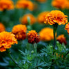 African Marigold – A Bold & Beautiful Heirloom Bloom!