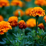 African Marigold – A Bold & Beautiful Heirloom Bloom!