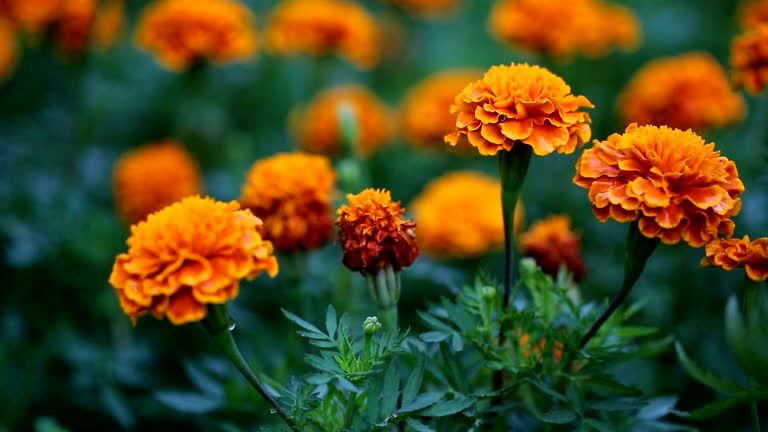 African Marigold – A Bold & Beautiful Heirloom Bloom!