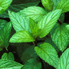 Peppermint – A Refreshing Heirloom from the African Diaspora Collection!