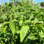 Scent Leaf Basil – A Bold, Aromatic Herb from the African Diaspora Collection!