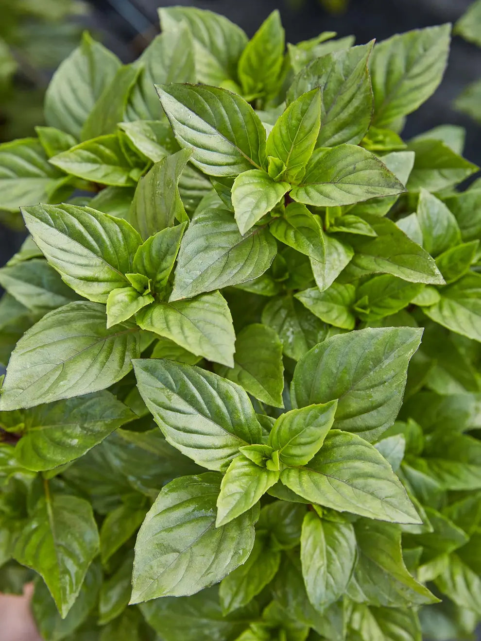 Everleaf Thai Tower Basil – The Perfect Compact Thai Basil!