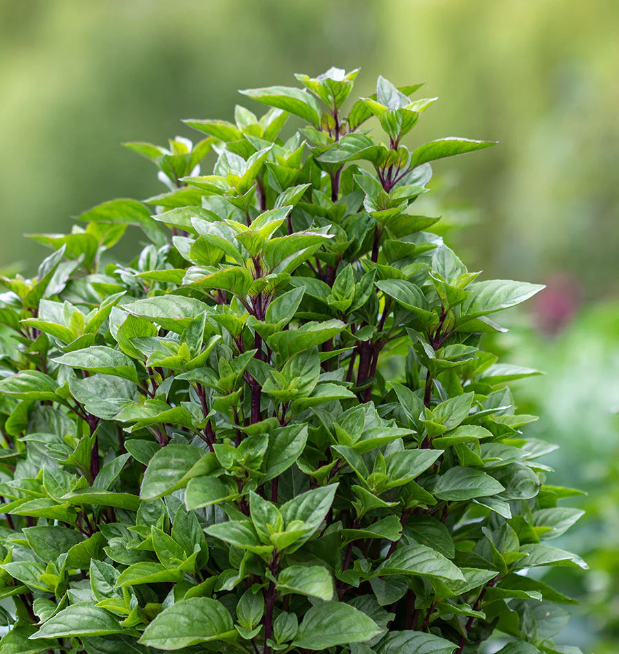 Everleaf Thai Tower Basil – The Perfect Compact Thai Basil!