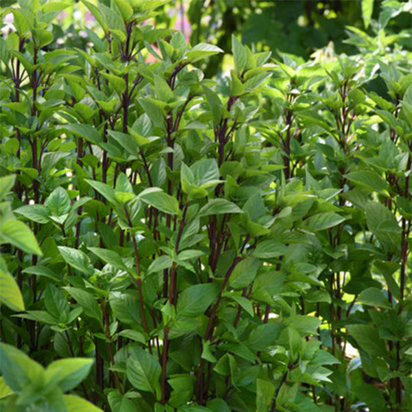 Everleaf Thai Tower Basil – The Perfect Compact Thai Basil!