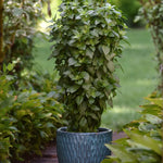 Everleaf Thai Tower Basil – The Perfect Compact Thai Basil!