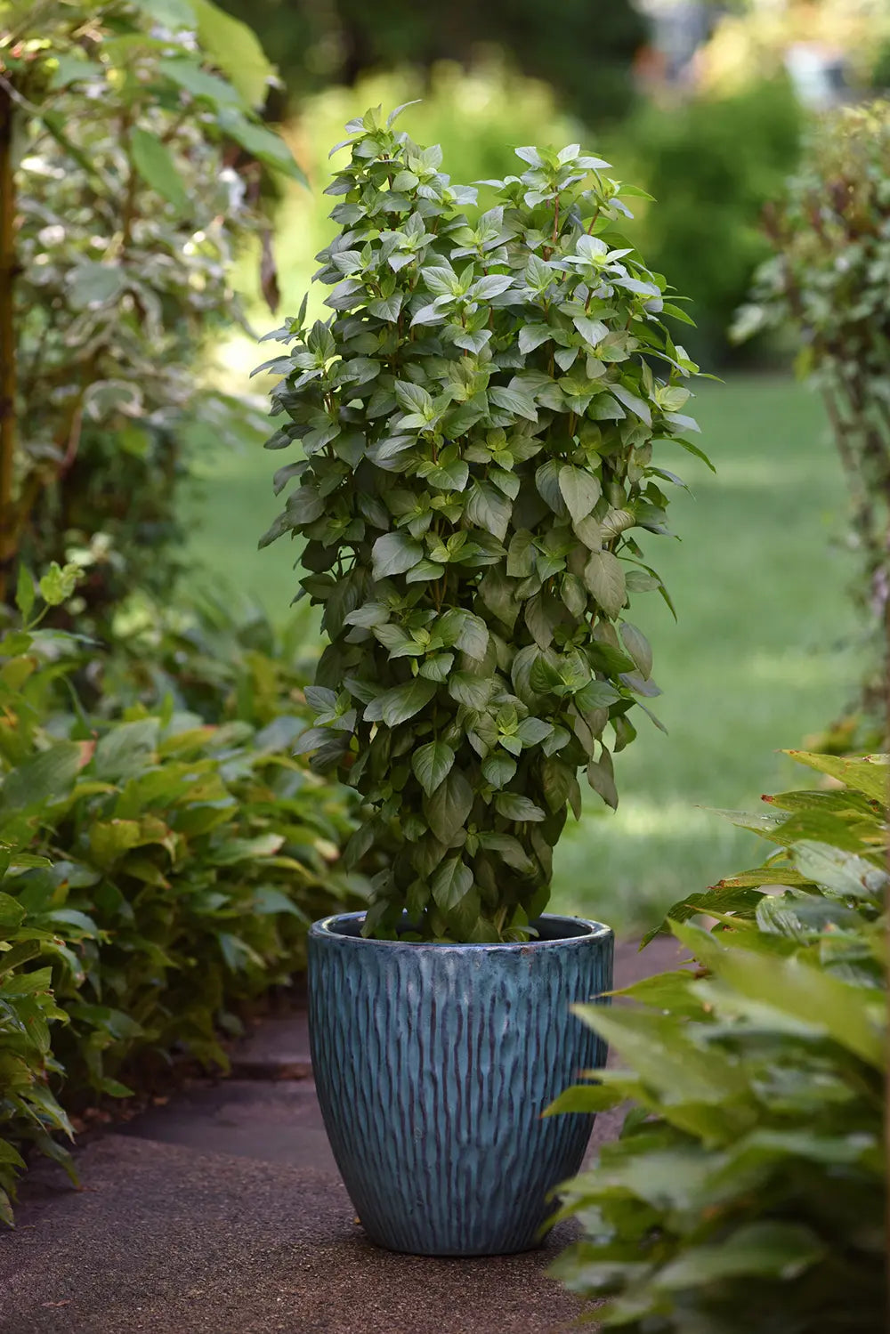 Everleaf Thai Tower Basil – The Perfect Compact Thai Basil!