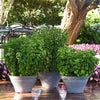 City Skyline Basil Bundle – All 5 Premium Basil Towers at a Special Price!