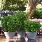 City Skyline Basil Bundle – All 5 Premium Basil Towers at a Special Price!