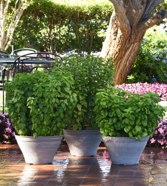 City Skyline Basil Bundle – All 5 Premium Basil Towers at a Special Price!