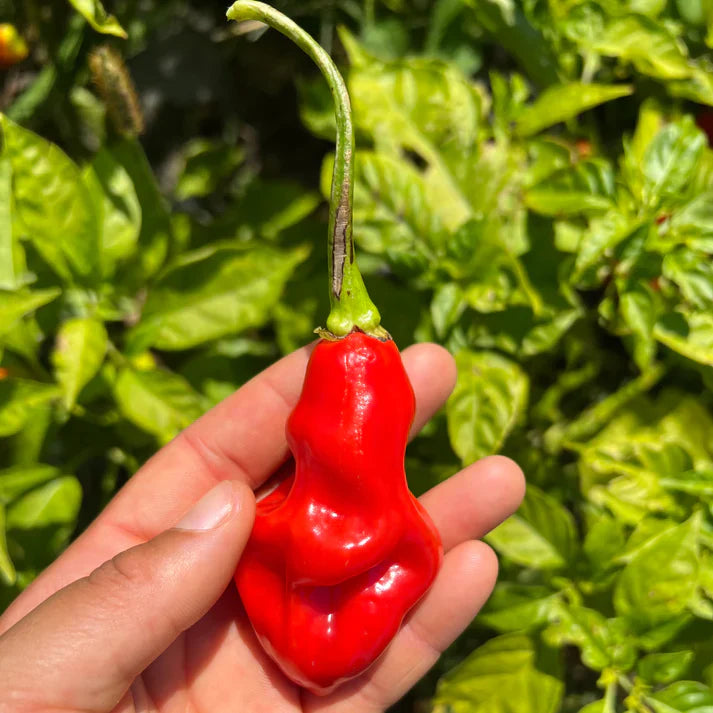 Trinidad Pimento – A Sweet, Mild Caribbean Pepper from the African Diaspora Collection!